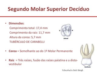Segundo Molar Superior Decíduo

• Dimensões:
  Comprimento total: 17,4 mm
  Comprimento da raiz: 11,7 mm
  Altura da coroa: 5,7 mm
  TUBÉRCULO DE CARABELLI

• Coroa = Semelhante ao do 1º Molar Permanente

• Raiz = Três raízes, fusão das raízes palatina e a disto-
  vestibular
 