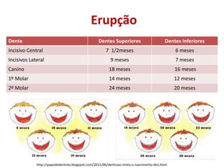 Erupção
Dente                                             Dentes Superiores                       Dentes Inferiores
Incisivo Central                                      7 1/2meses                               6 meses
Incisivos Lateral                                        9 meses                               7 meses
Canino                                                  18 meses                               16 meses
1º Molar                                                14 meses                               12 meses
2º Molar                                                24 meses                               20 meses




             http://papodedentista.blogspot.com/2011/06/denticao-mista-o-nascimento-dos.html
 