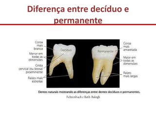 Diferença entre decíduo e
      permanente
 