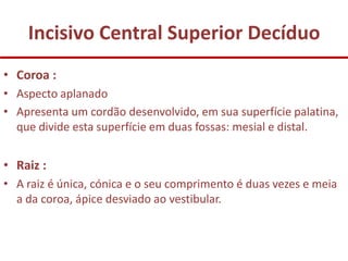 Incisivo Central Superior Decíduo
• Coroa :
• Aspecto aplanado
• Apresenta um cordão desenvolvido, em sua superfície palatina,
  que divide esta superfície em duas fossas: mesial e distal.


• Raiz :
• A raiz é única, cónica e o seu comprimento é duas vezes e meia
  a da coroa, ápice desviado ao vestibular.
 