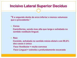Incisivo Lateral Superior Decíduo
“É o segundo dente do arco inferior e menos volumoso
que o precedente.”
 Coroa
Caniniforme, sendo mas alta que larga e achatada no
sentido vestibulo-lingual.
 Raiz
Conóide, achatada no sentido mésio-distal e em 99,6%
dos casos é única
Face Vestibular = muito convexa
Face Lingual = estreita e profundamente escavada
 