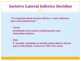 Incisivo Lateral Inferior Decíduo
“ É o segundo dente do arco inferior e mais volumoso
que o seu predecessor”
 Coroa
semelhante à do incisivo central porém com
dimensões maiores
 Raiz
É conóide, achatada no sentido mésio-distal e desvia
para o lado distal, é única em 100% dos casos
 