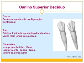 Canino Superior Decíduo
Coroa :
Pequena, ampla e de configuração
pentagonal.
Raiz :
Cônica, Inclinada no sentido distal e duas
vezes mais longa que a coroa.
Dimensões:
comprimento total :19mm
comprimento da raiz :12mm
altura da coroa :7mm
www.4shared.com
 