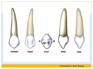 Fehrenbach e Bath-Balogh
 