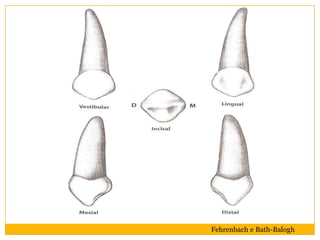 Fehrenbach e Bath-Balogh
 