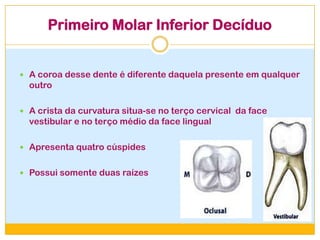 Primeiro Molar Inferior Decíduo
 A coroa desse dente é diferente daquela presente em qualquer
outro
 A crista da curvatura situa-se no terço cervical da face
vestibular e no terço médio da face lingual
 Apresenta quatro cúspides
 Possui somente duas raízes
 