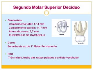 Segundo Molar Superior Decíduo
 Dimensões:
Comprimento total: 17,4 mm
Comprimento da raiz: 11,7 mm
Altura da coroa: 5,7 mm
TUBÉRCULO DE CARABELLI
 Coroa
Semelhante ao do 1º Molar Permanente
 Raiz
Três raízes, fusão das raízes palatina e a disto-vestibular
 