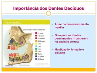 Importância dos Dentes Decíduos
 Atuar no desenvolvimento
maxilar
 Guia para os dentes
permanentes irromperem
na posição correta
 Mastigação, fonação e
oclusão
 