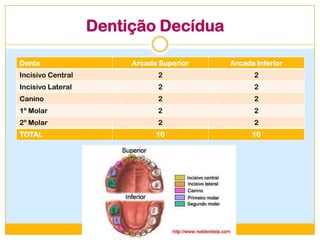 Dentição Decídua
Dente Arcada Superior Arcada Inferior
Incisivo Central 2 2
Incisivo Lateral 2 2
Canino 2 2
1º Molar 2 2
2º Molar 2 2
TOTAL 10 10
 