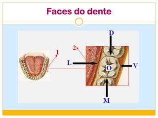 Faces do dente
 