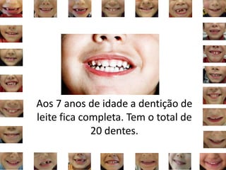 Aos 7 anos de idade a dentição de
leite fica completa. Tem o total de
20 dentes.