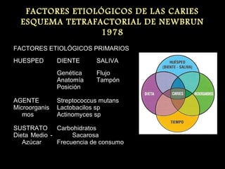FACTORES ETIOLÓGICOS DE LAS CARIES
ESQUEMA TETRAFACTORIAL DE NEWBRUN
1978
FACTORES ETIOLÓGICOS PRIMARIOS
HUESPED DIENTE SALIVA
Genética 
Anatomía
Posición 
Flujo 
Tampón
AGENTE
Microorganis
mos
Streptococcus mutans
Lactobacilos sp
Actinomyces sp 
SUSTRATO
Dieta Medio - 
Azúcar
Carbohidratos                     
    Sacarosa
Frecuencia de consumo
 
