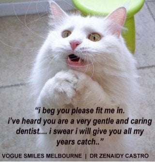 Dentist in melbourne vogue smiles dr zenaidy castro funny caption cat lovers funny captioned images funny hilarious cat pictures