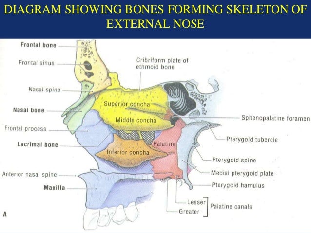 Diagram Of Nose Bones Image collections - How To Guide And 