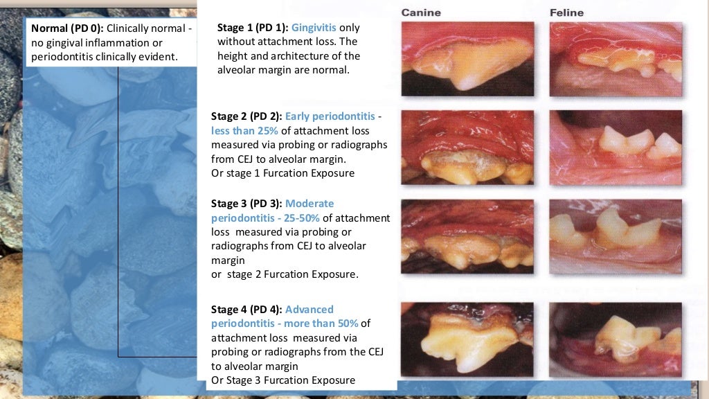 Veterinary Dentistry for Technicians