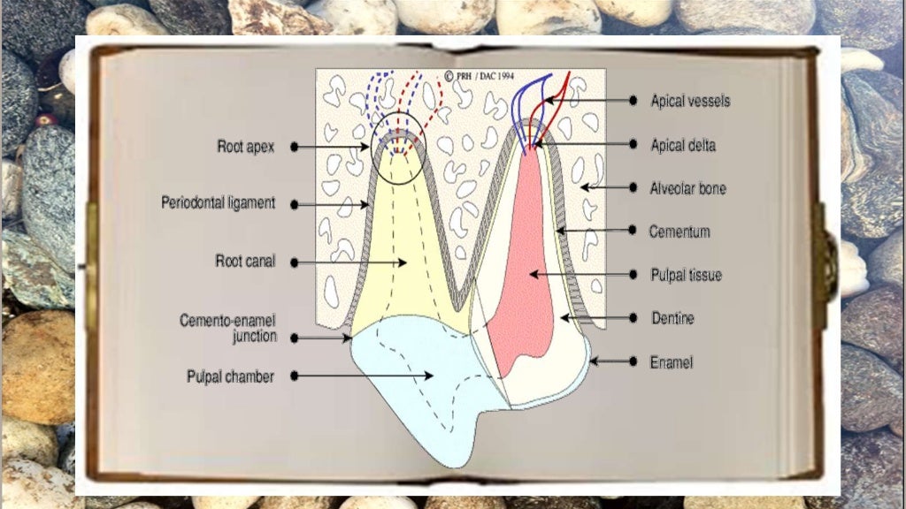 Veterinary Dentistry for Technicians