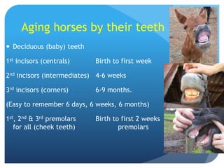 Aging horses by their teeth
 Deciduous (baby) teeth
1st incisors (centrals) Birth to first week
2nd incisors (intermediates) 4-6 weeks
3rd incisors (corners) 6-9 months.
(Easy to remember 6 days, 6 weeks, 6 months)
1st, 2nd & 3rd premolars Birth to first 2 weeks
for all (cheek teeth) premolars
 