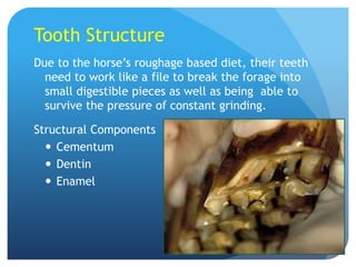 Tooth Structure
Due to the horse’s roughage based diet, their teeth
need to work like a file to break the forage into
small digestible pieces as well as being able to
survive the pressure of constant grinding.
Structural Components
 Cementum
 Dentin
 Enamel
 