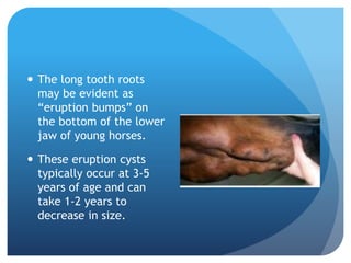  The long tooth roots
may be evident as
“eruption bumps” on
the bottom of the lower
jaw of young horses.
 These eruption cysts
typically occur at 3-5
years of age and can
take 1-2 years to
decrease in size.
 