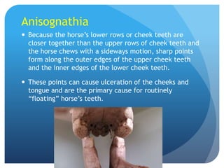 Anisognathia
 Because the horse’s lower rows or cheek teeth are
closer together than the upper rows of cheek teeth and
the horse chews with a sideways motion, sharp points
form along the outer edges of the upper cheek teeth
and the inner edges of the lower cheek teeth.
 These points can cause ulceration of the cheeks and
tongue and are the primary cause for routinely
“floating” horse’s teeth.
 