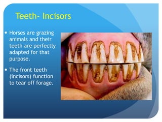 Teeth- Incisors
 Horses are grazing
animals and their
teeth are perfectly
adapted for that
purpose.
 The front teeth
(incisors) function
to tear off forage.
 