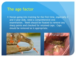 The age factor
 Horses going into training for the first time, especially 2
and 3-year-olds, need a comprehensive oral
examination. Teeth should be floated to remove any
sharp points and checked for retained caps. Caps
should be removed as is appropriate.
 