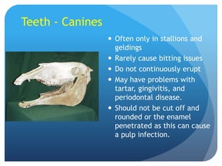 Teeth - Canines
 Often only in stallions and
geldings
 Rarely cause bitting issues
 Do not continuously erupt
 May have problems with
tartar, gingivitis, and
periodontal disease.
 Should not be cut off and
rounded or the enamel
penetrated as this can cause
a pulp infection.
 