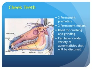 Cheek Teeth
 3 Permanent
premolars
 3 Permanent molars
 Used for crushing
and grinding
 Can have a wide
variety of
abnormalities that
will be discussed
 