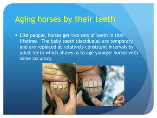 Aging horses by their teeth
 Like people, horses get two sets of teeth in their
lifetime. The baby teeth (deciduous) are temporary
and are replaced at relatively consistent intervals by
adult teeth which allows us to age younger horses with
some accuracy.
 