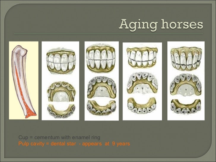 How To 3 How to tell if your horse needs his teeth done