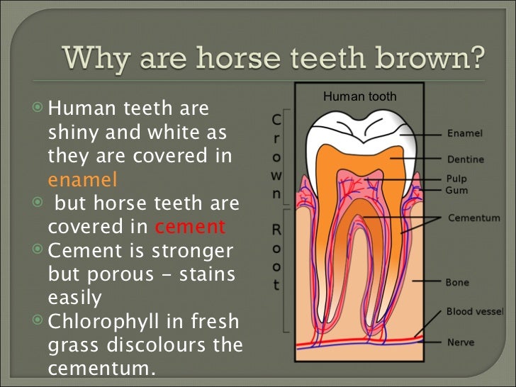 How To 3 How to tell if your horse needs his teeth done