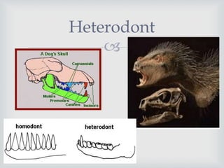 
Heterodont
 