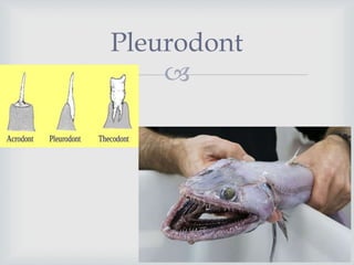 
Pleurodont
 