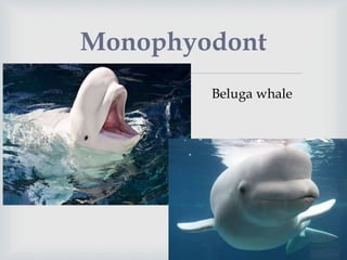 
Monophyodont
Beluga whale
 