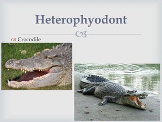  Crocodile
Heterophyodont
 
