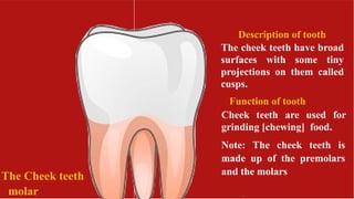 DENTITION IN HUMANS: THE MAMMALIAN TOOTH.pptx