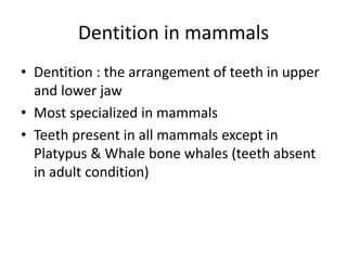 Dentition in mammals
• Dentition : the arrangement of teeth in upper
and lower jaw
• Most specialized in mammals
• Teeth present in all mammals except in
Platypus & Whale bone whales (teeth absent
in adult condition)
 
