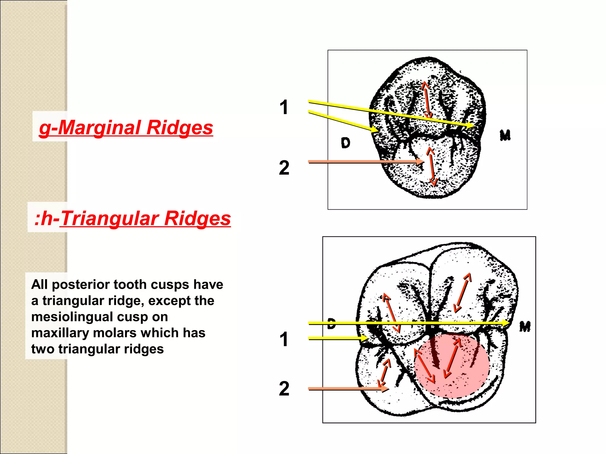 Dentition intro | PPT