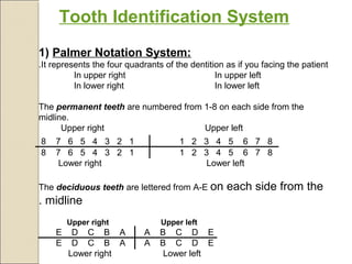 1) Palmer Notation System:
It represents the four quadrants of the dentition as if you facing the patient.
In upper right In upper left
In lower right In lower left
The permanent teeth are numbered from 1-8 on each side from the
midline.
Upper right Upper left
8 7 6 5 4 3 2 1 1 2 3 4 5 6 7 8
8 7 6 5 4 3 2 1 1 2 3 4 5 6 7 8
Lower right Lower left
The deciduous teeth are lettered from A-E on each side from the
midline.
Upper right Upper left
E D C B A A B C D E
E D C B A A B C D E
Lower right Lower left
Tooth Identification System
 