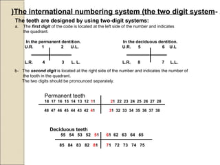 The teeth are designed by using two-digit systems:
a. The first digit of the code is located at the left side of the number and indicates
the quadrant.
In the permanent dentition. In the deciduous dentition.
U.R. 1 2 U.L. U.R. 5 6 U.L
L.R. 4 3 L. L. L.R. 8 7 L.L.
Permanent teeth
18 17 16 15 14 13 12 11 21 22 23 24 25 26 27 28
48 47 46 45 44 43 42 41 31 32 33 34 35 36 37 38
Deciduous teeth
55 54 53 52 51 61 62 63 64 65
85 84 83 82 81 71 72 73 74 75
2-The international numbering system (the two digit system)
b- The second digit is located at the right side of the number and indicates the number of
the tooth in the quadrant.
The two digits should be pronounced separately.
 