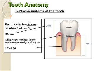 Each tooth has three
anatomical parts:
I.Crown
II.The Neck: cervical line or
cemento-enamel junction (CEJ(.
II.Root (s)
Tooth AnatomyTooth Anatomy
1- Macro-anatomy of the tooth
Enamel
Cementum
 