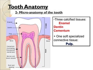 Tooth AnatomyTooth Anatomy
2- Micro-anatomy of the tooth
-Three calcified tissues:
Enamel
Dentin
Cementum
+ One soft specialized
connective tissue:
Pulp.Pulp.
-Three calcified tissues:
Enamel
Dentin
Cementum
+ One soft specialized
connective tissue:
Pulp.Pulp.
 