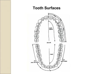 Tooth Surfaces
 