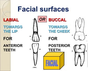LABIALLABIAL
TOWARDSTOWARDS
THE LIPTHE LIP
FOR
ANTERIOR
TEETH
BUCCALBUCCAL
TOWARDSTOWARDS
THE CHEEKTHE CHEEK
FOR
POSTERIOR
TEETH
OR
Facial surfaces
 