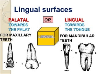 PALATALPALATAL
TOWARDSTOWARDS
THE PALATTHE PALAT
LINGUALLINGUAL
TOWARDSTOWARDS
THE TONGUETHE TONGUE
FOR MAXILLARY
TEETH
FOR MANDIBULAR
TEETH
OR
Lingual surfaces
 