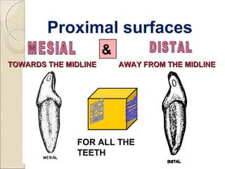 TOWARDS THE MIDLINETOWARDS THE MIDLINE AWAY FROM THE MIDLINEAWAY FROM THE MIDLINE
&
FOR ALL THE
TEETH
Proximal surfaces
 