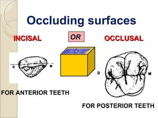 FOR ANTERIOR TEETH
FOR POSTERIOR TEETH
INCISALINCISAL OCCLUSALOCCLUSALOR
Occluding surfaces
 
