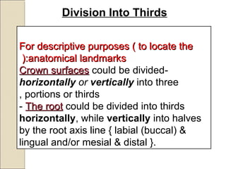 For descriptive purposes ( to locate theFor descriptive purposes ( to locate the
anatomical landmarksanatomical landmarks(:(:
-Crown surfacesCrown surfaces could be divided
horizontally or vertically into three
portions or thirds,
- The rootThe root could be divided into thirds
horizontally, while vertically into halves
by the root axis line { labial (buccal( &
lingual and/or mesial & distal }.
Division Into Thirds
 