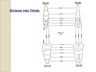 Division Into Thirds
 