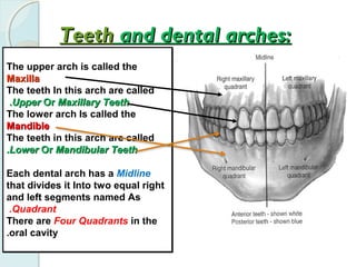 The upper arch is called the
MaxillaMaxilla
The teeth In this arch are called
UpperUpper OrOr Maxillary TeethMaxillary Teeth..
The lower arch Is called the
MandibleMandible
The teeth in this arch are called
LowerLower OrOr Mandibular TeethMandibular Teeth..
Each dental arch has a Midline
that divides it Into two equal right
and left segments named As
Quadrant.
There are Four Quadrants in the
oral cavity.
The upper arch is called the
MaxillaMaxilla
The teeth In this arch are called
UpperUpper OrOr Maxillary TeethMaxillary Teeth..
The lower arch Is called the
MandibleMandible
The teeth in this arch are called
LowerLower OrOr Mandibular TeethMandibular Teeth..
Each dental arch has a Midline
that divides it Into two equal right
and left segments named As
Quadrant.
There are Four Quadrants in the
oral cavity.
TeethTeeth and dental arches:and dental arches:
 